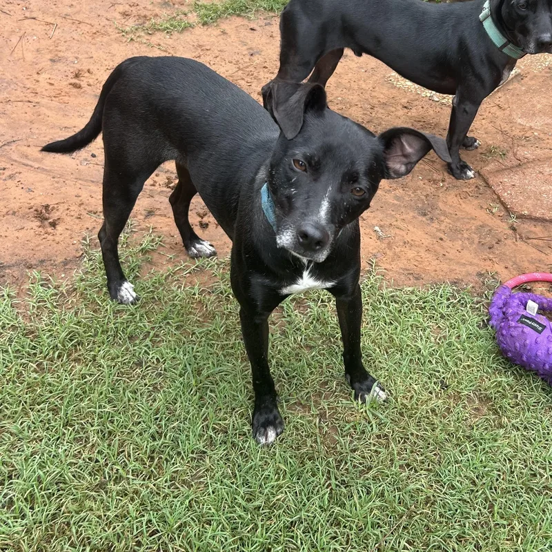 Emmett Everly thumbnail 5