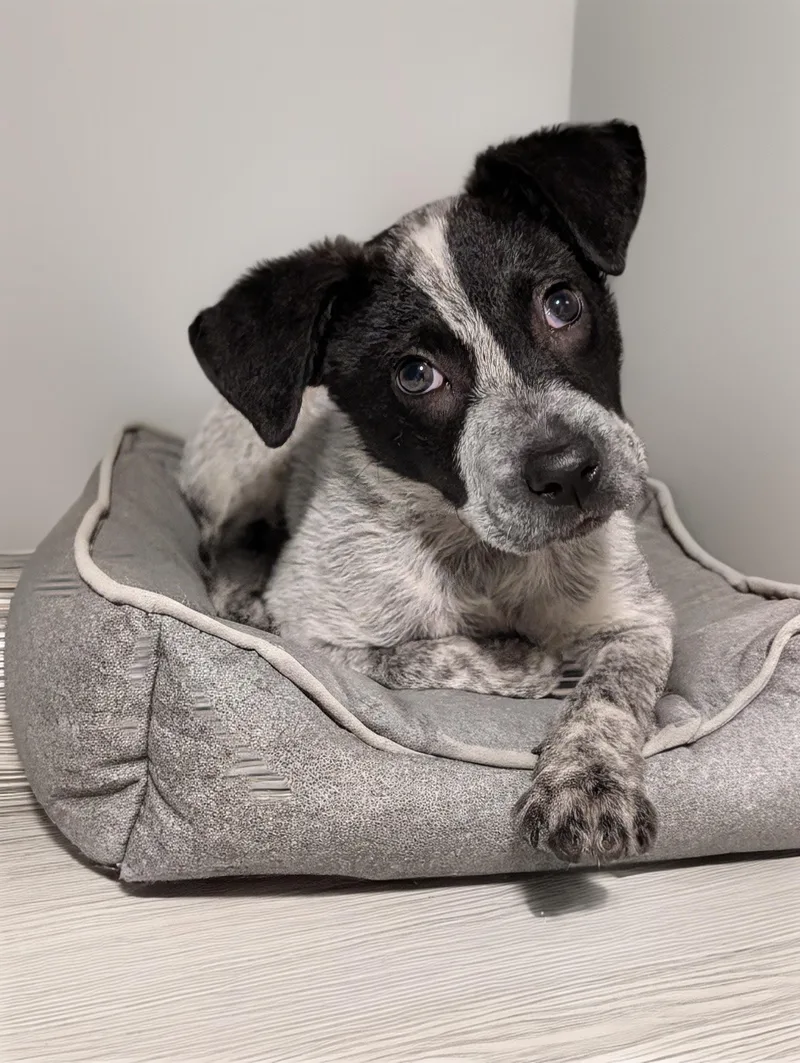 A baby medium-sized male White / Cream Australian Cattle Dog / Blue Heeler dog named Cry Baby for adoption in Baton Rouge, LA