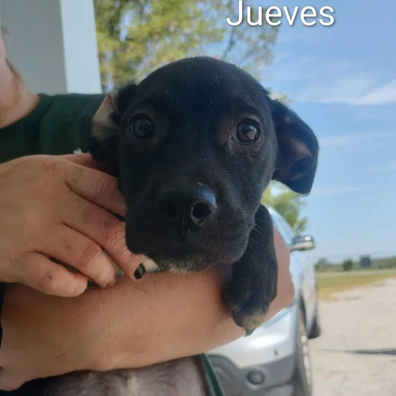 A baby small-sized female Black Mixed Breed dog named Jueves for adoption in Brooksville, KY