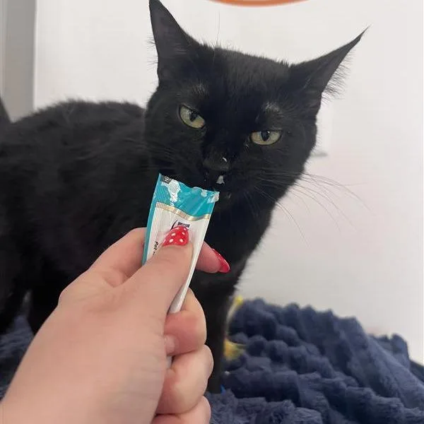 A young medium-sized female Black Domestic Short Hair cat named Silky for adoption in Bentonville, AR