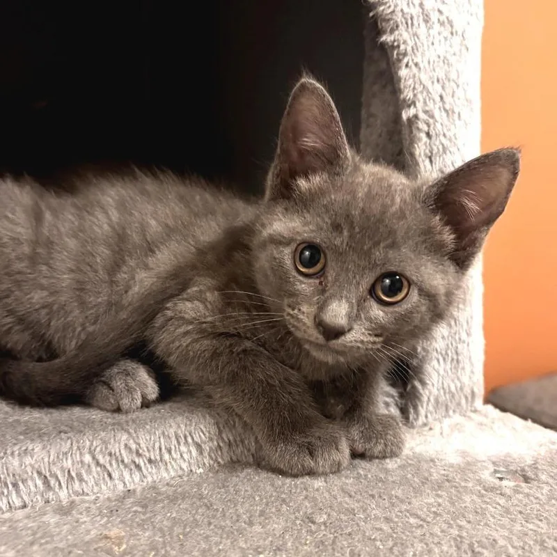 A baby medium-sized female Tabby (Gray / Blue / Silver) Russian Blue cat named Coolidge for adoption in Chattanooga, TN