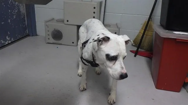 A senior medium-sized female Dalmatian dog named Mina for adoption in Augusta, GA