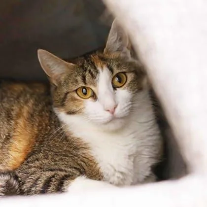 An adult small-sized female White Domestic Short Hair cat named Nessie for adoption in Atlanta, GA