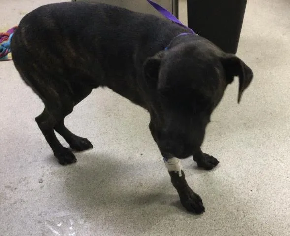 An adult large-sized male Cane Corso dog named Sunnie D for adoption in Riverside, CA