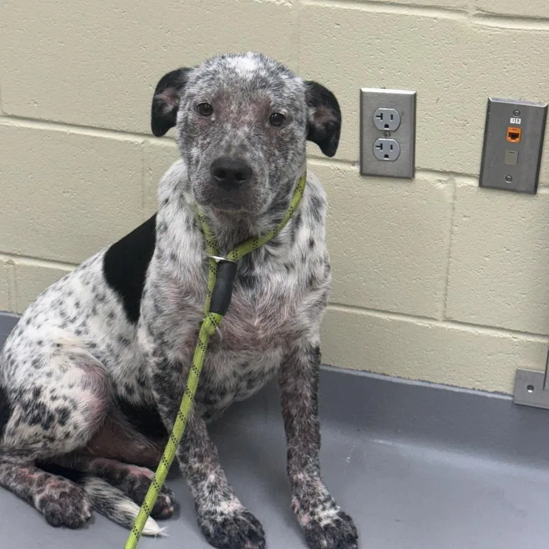 A young medium-sized male White / Cream Mixed Breed dog named Sunshine for adoption in Hamilton, GA