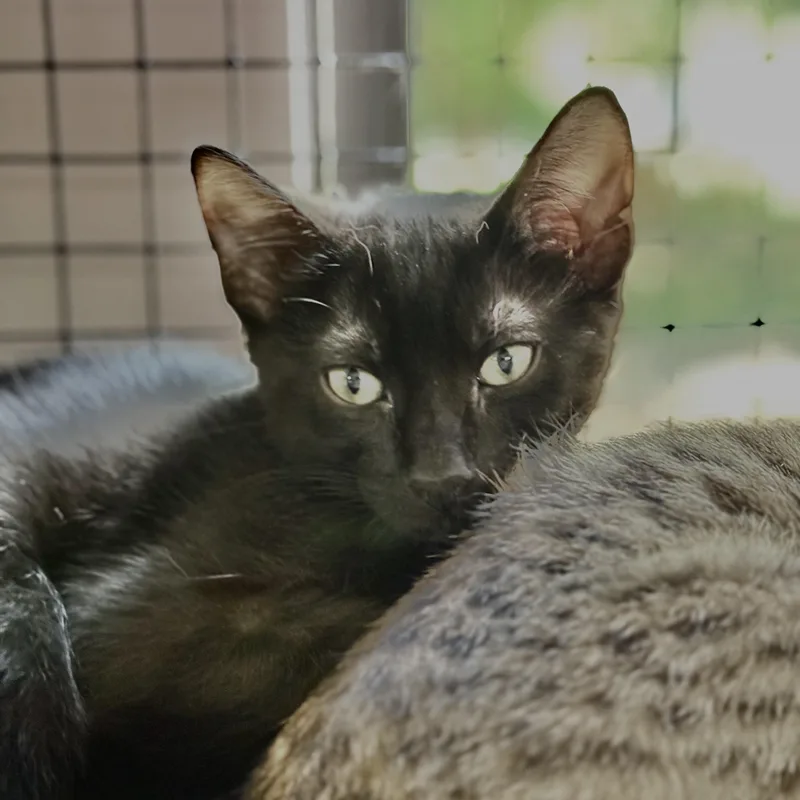 A baby medium-sized male Black Domestic Short Hair cat named Comet for adoption in Collierville, TN