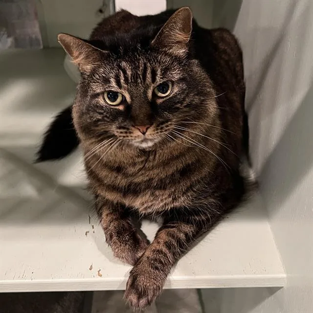 An adult medium-sized female Domestic Short Hair cat named Morticia for adoption in Methuen, MA