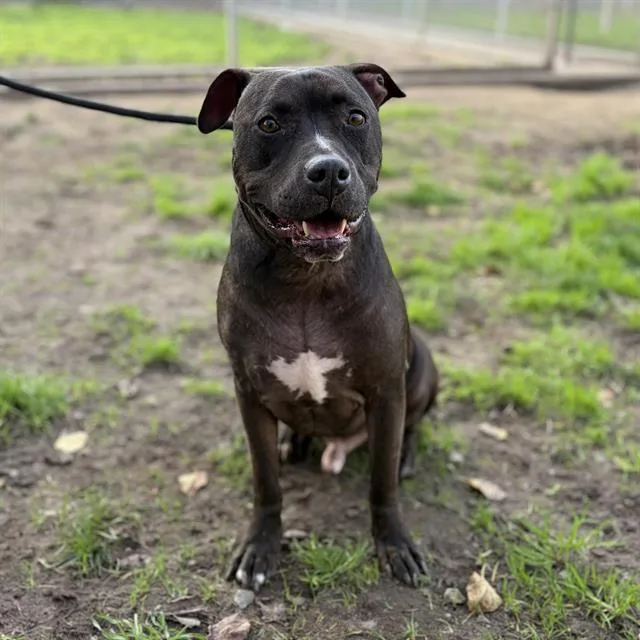 An adult large-sized male Pit Bull Terrier dog named Cisco for adoption in Modesto, CA