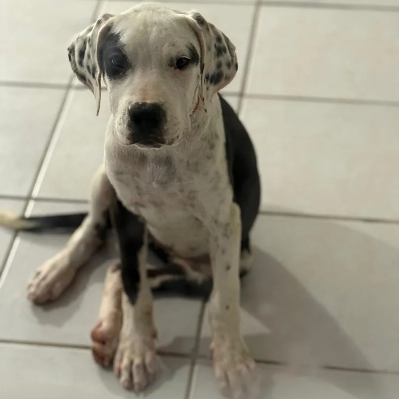 Cruella