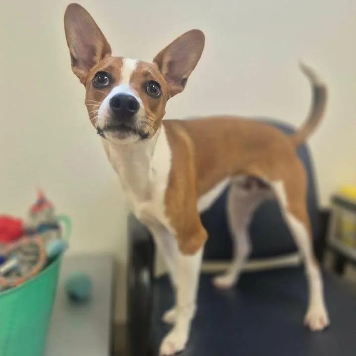 A young small-sized male Yellow / Tan / Blond / Fawn Jack Russell Terrier dog named Toby for adoption in Bluffton, IN