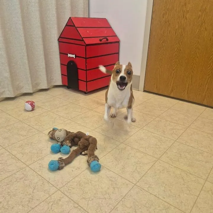 Toby thumbnail 2