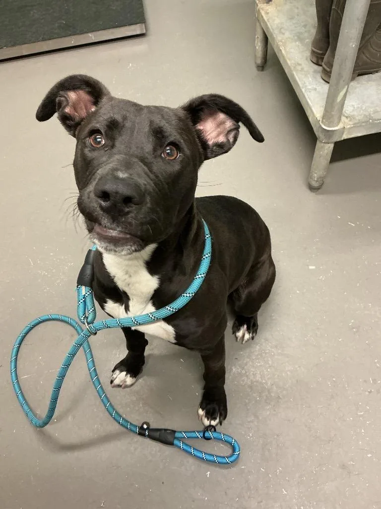 A young medium-sized female Mixed Breed dog named Addie for adoption in Dyersburg, TN