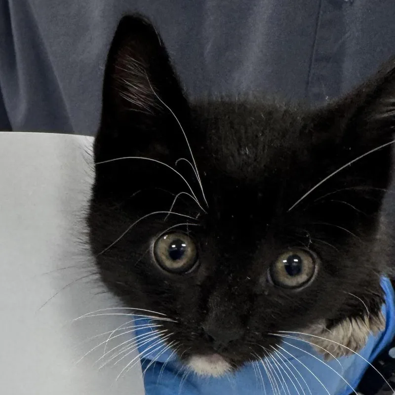 A baby small-sized male Black Domestic Short Hair cat named Atlas for adoption in Newark, NJ