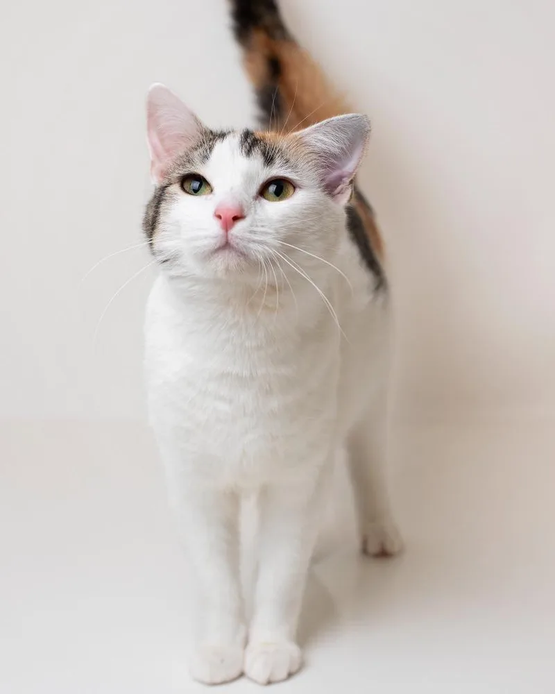 A young medium-sized female Domestic Short Hair cat named Polly for adoption in Boone, IA