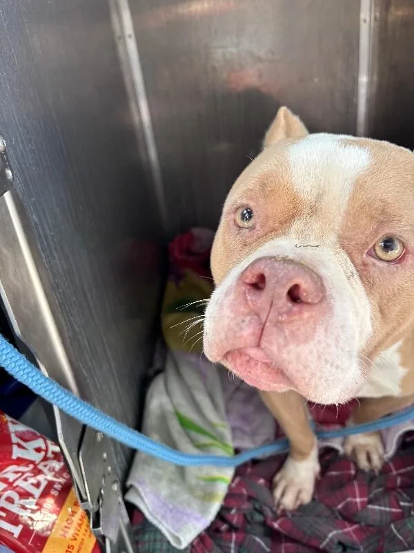 An adult medium-sized female Brown / Chocolate Mixed Breed dog named Return of the Bean for adoption in Cincinnati, OH