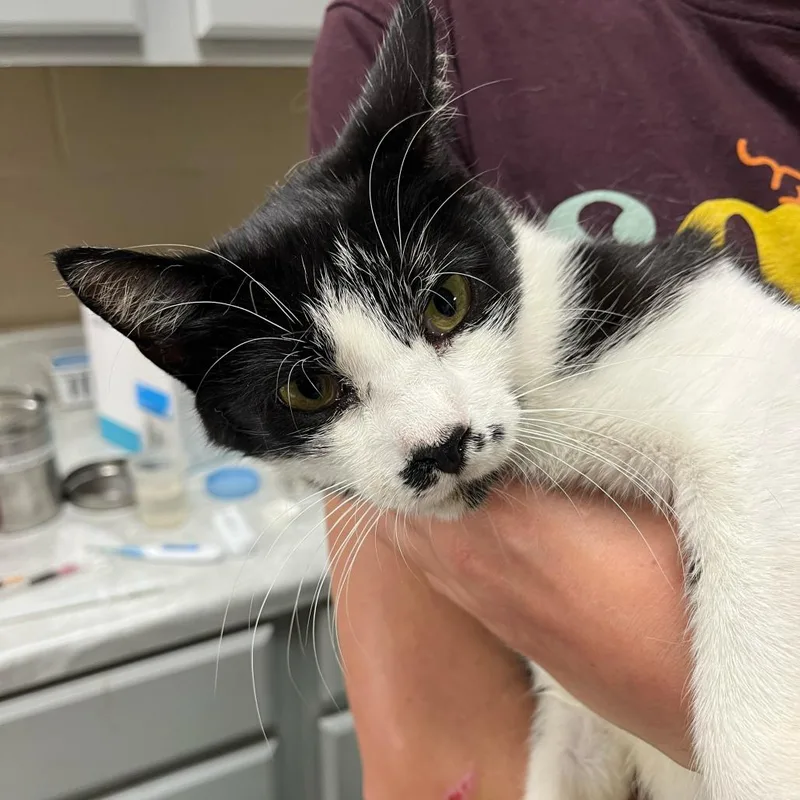 A senior large-sized female Black Domestic Short Hair cat named Gretchen for adoption in Lewisburg, WV