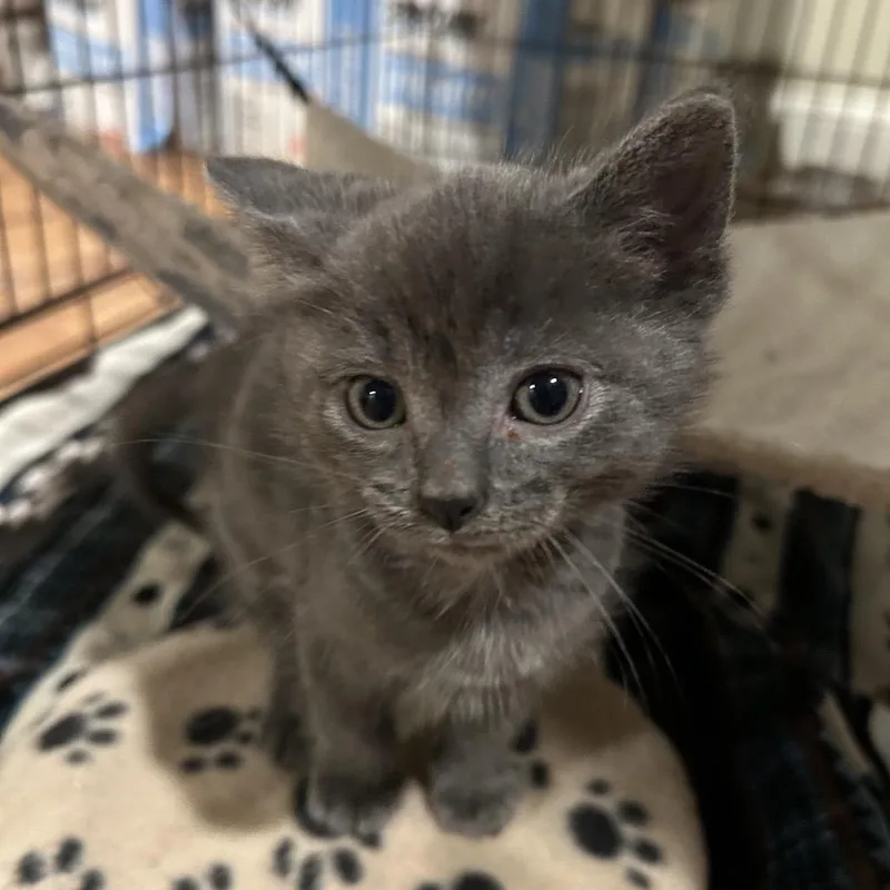 A baby small-sized male Gray / Blue / Silver Domestic Short Hair cat named Peter Pepper for adoption in Waukesha, WI