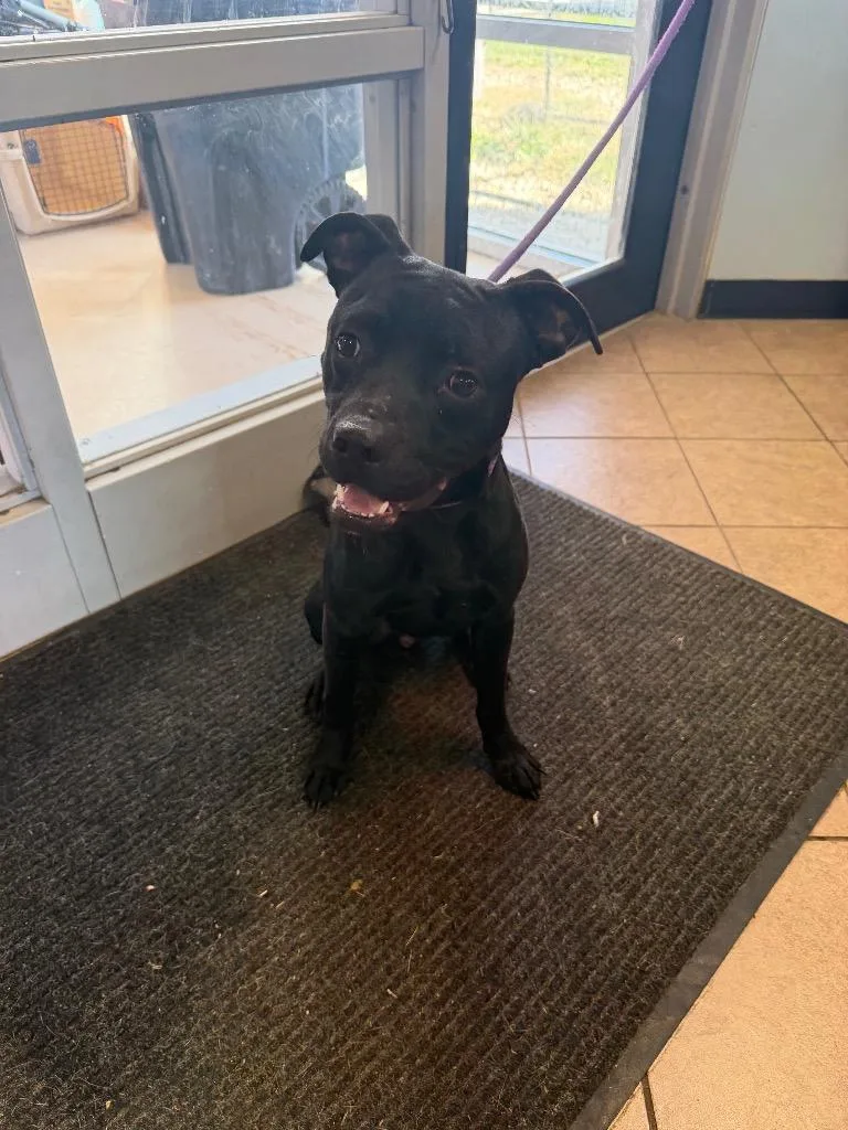 A baby medium-sized male Pit Bull Terrier dog named Binks for adoption in Marion, OH