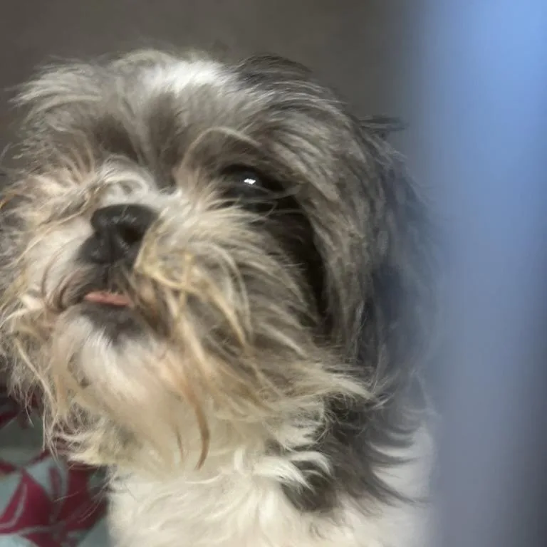 A senior small-sized female Gray / Blue / Silver Shih Tzu dog named Toma for adoption in Northbrook, IL