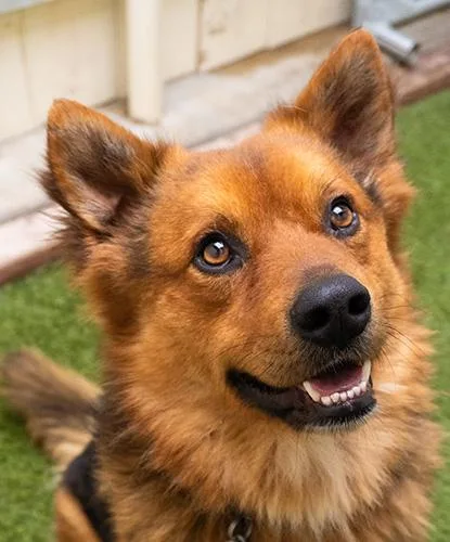 An adult medium-sized male Merle (Red) Shepherd dog named Disco for adoption in Encinitas, CA