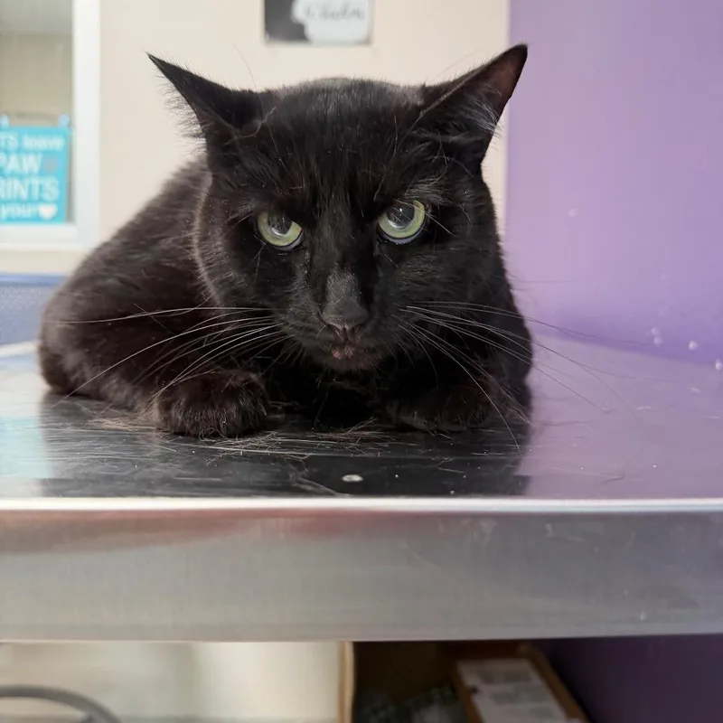A senior extra large-sized female Black Domestic Short Hair cat named Willow for adoption in Englewood, FL