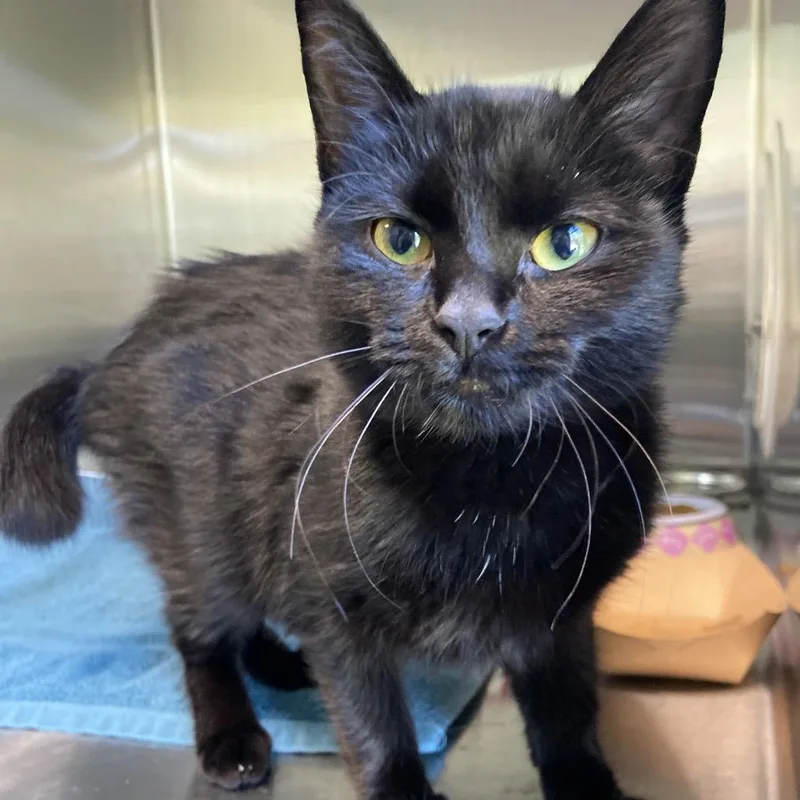 A baby small-sized female Black Domestic Short Hair cat named Pikachu for adoption in Greensboro, NC