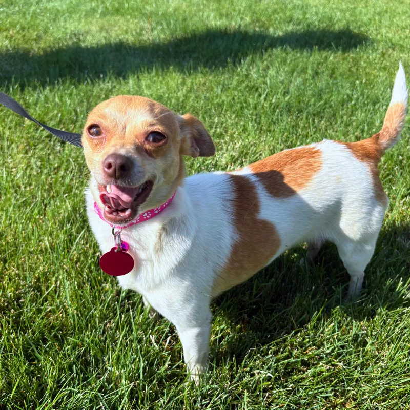 A young small-sized female Golden Jack Russell Terrier dog named Pearl for adoption in Pasco, WA
