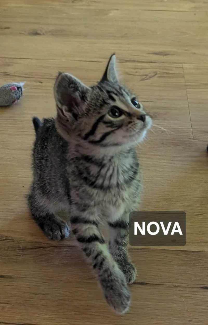 Nova