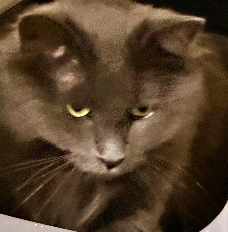 A young medium-sized male Domestic Short Hair cat named Porcini for adoption in Rice Lake, WI