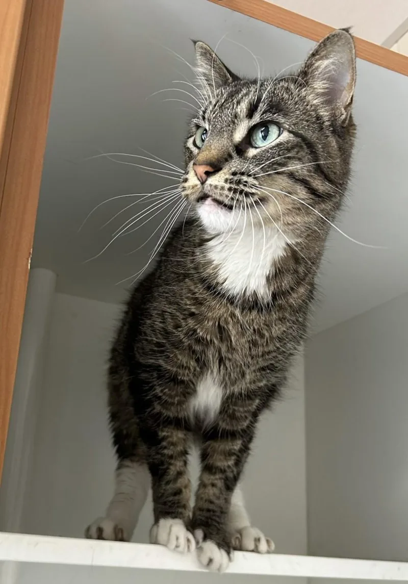 An adult medium-sized male Tabby (Brown / Chocolate) Domestic Short Hair cat named Taquito for adoption in Mason City, IA