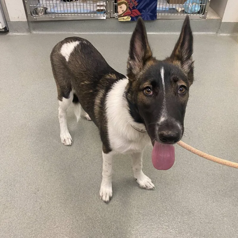 A young medium-sized female White / Cream Akita dog named Fable for adoption in Westminster, CA