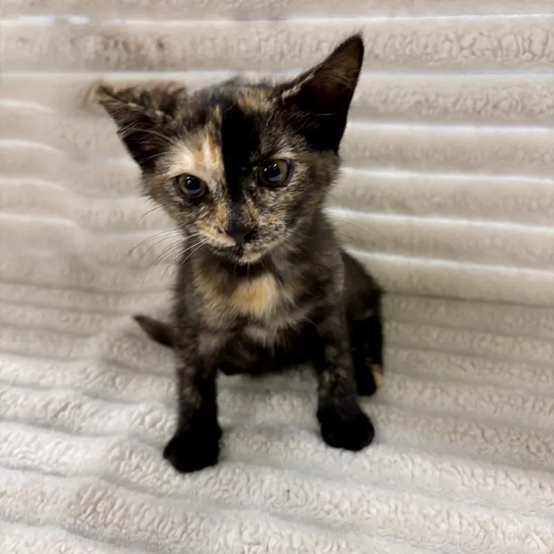 A baby small-sized female Tortoiseshell Domestic Short Hair cat named Ivy for adoption in Fulton, MO