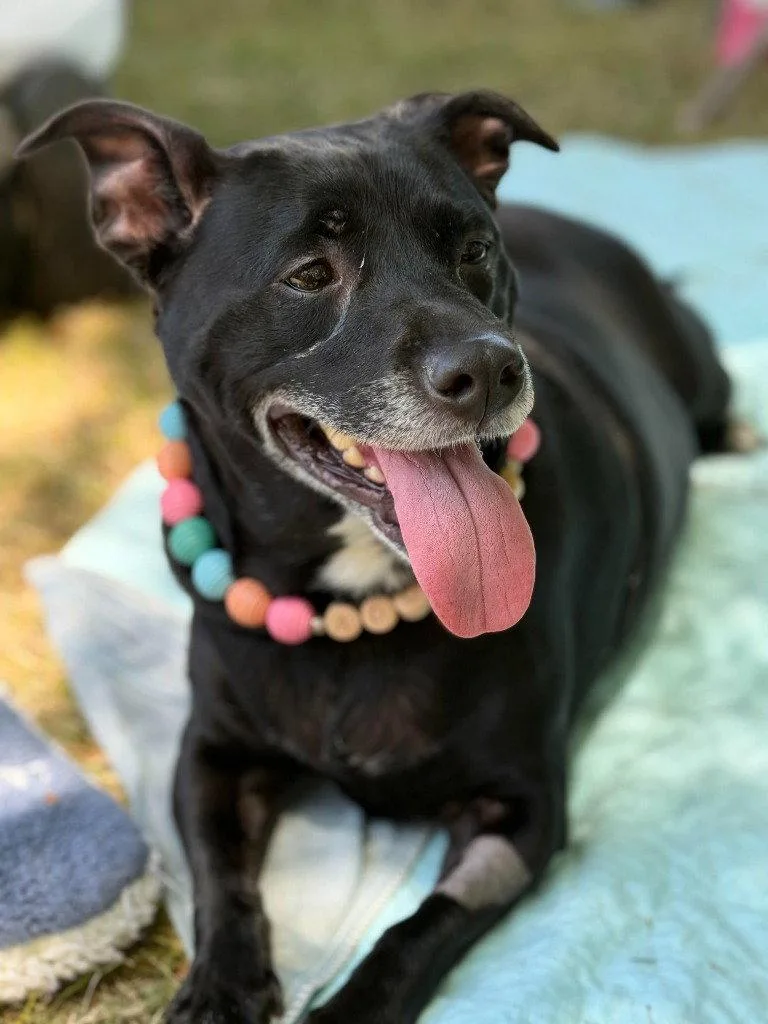 An adult medium-sized female Terrier dog named Coral for adoption in Bloomfield, CT