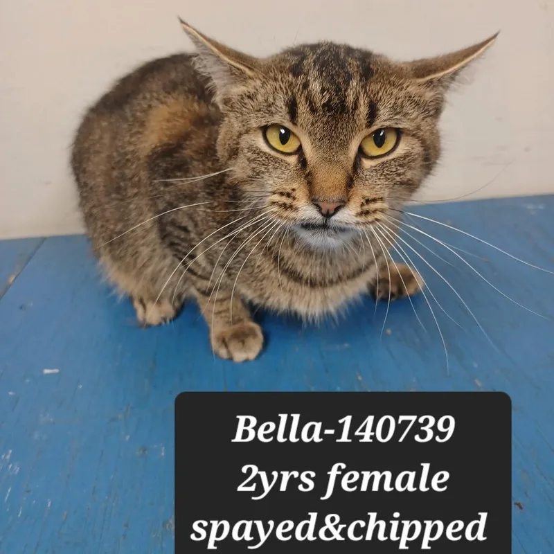An adult small-sized female Domestic Short Hair cat named Bella for adoption in New Tazewell, TN