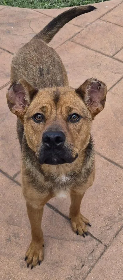 An adult medium-sized female Mixed Breed dog named Nessa for adoption in Shreveport, LA
