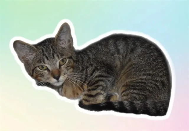 A baby small-sized male Domestic Short Hair cat named Leonard for adoption in Sarasota, FL