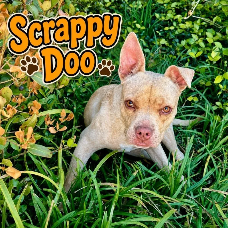 An adult medium-sized male Apricot / Beige American Bully dog named Scrappy Doo for adoption in Winnfield, LA