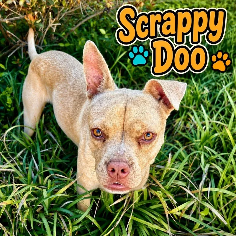 Scrappy Doo thumbnail 2