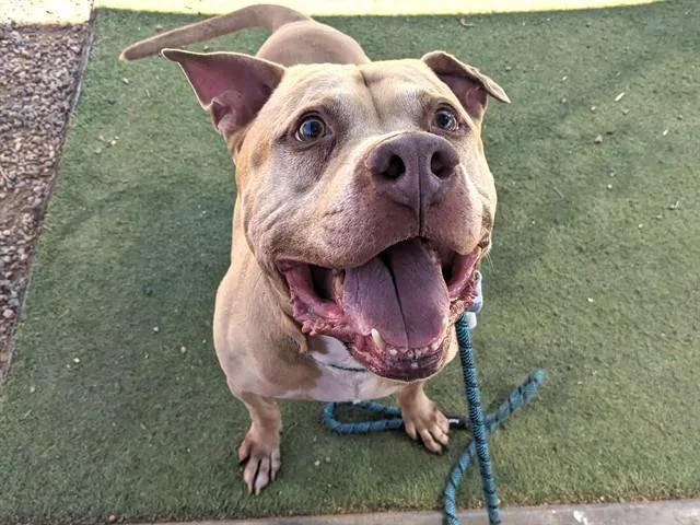 An adult large-sized male Staffordshire Bull Terrier dog named Mateo for adoption in Phoenix, AZ
