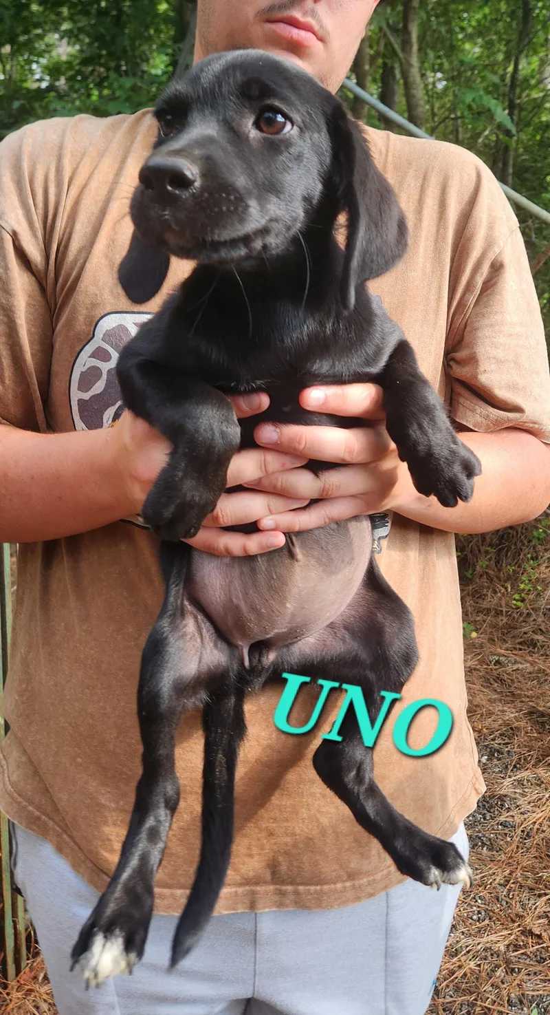 A baby medium-sized male Black Labrador Retriever dog named Uno Shuffle for adoption in Andover, MA