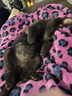 A baby medium-sized male Black Domestic Short Hair cat named Harry & Henry for adoption in Rochester, NY