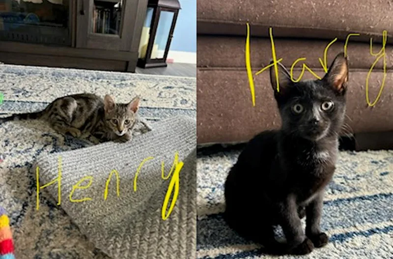 Harry & Henry thumbnail 3
