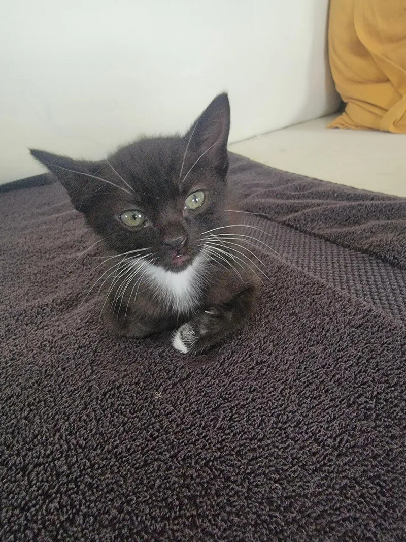 A baby small-sized female Domestic Short Hair cat named Violet for adoption in Long Beach, CA