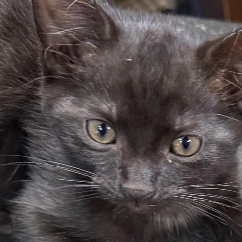A baby small-sized male Black Domestic Short Hair cat named Sebastian for adoption in Shelbyville, IN