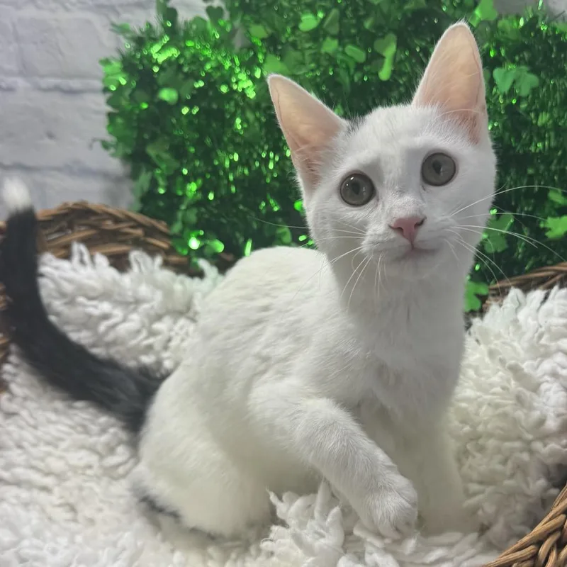 A young medium-sized female White Domestic Short Hair cat named Sweet Spot for adoption in Harrisonburg, VA
