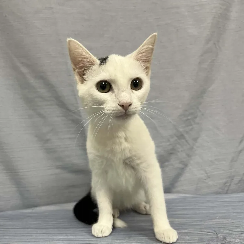 Sweet Spot thumbnail 2