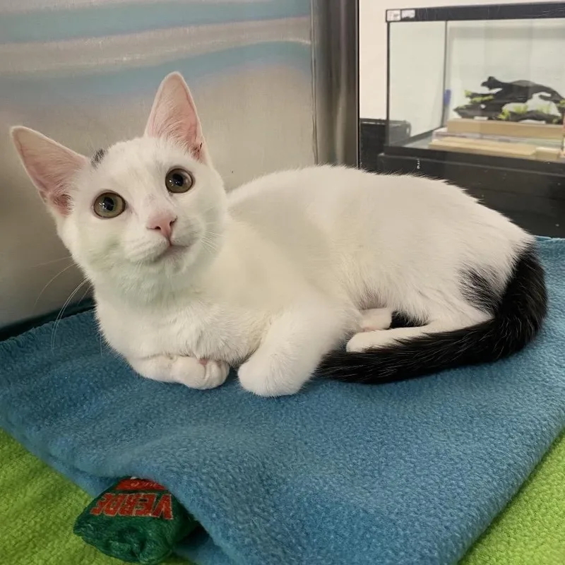 Sweet Spot thumbnail 3