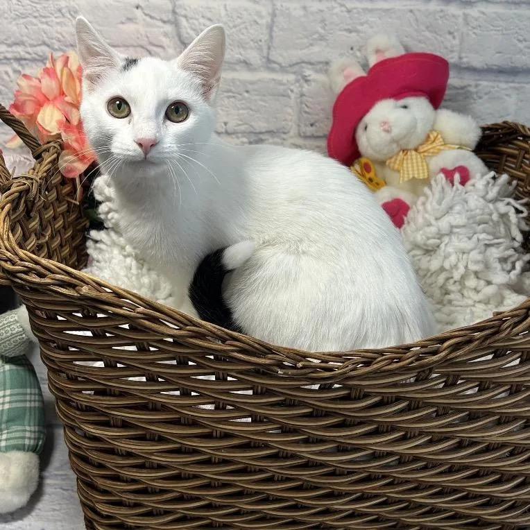 Sweet Spot thumbnail 4