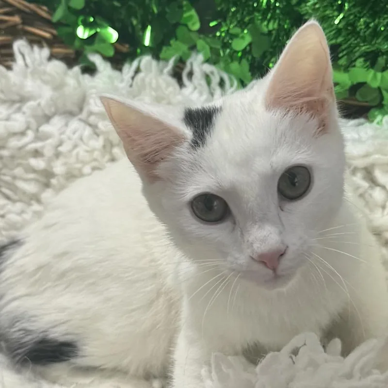 Sweet Spot thumbnail 5