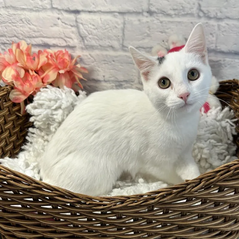 Sweet Spot thumbnail 6